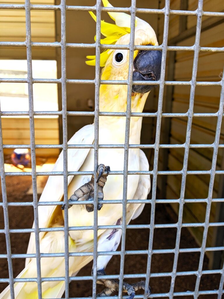 Birds N Bullets Harlem